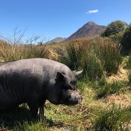 Farm House In Village Connemara 別荘 *