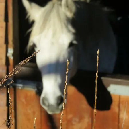 Farm House In Village Connemara * Letterfrack