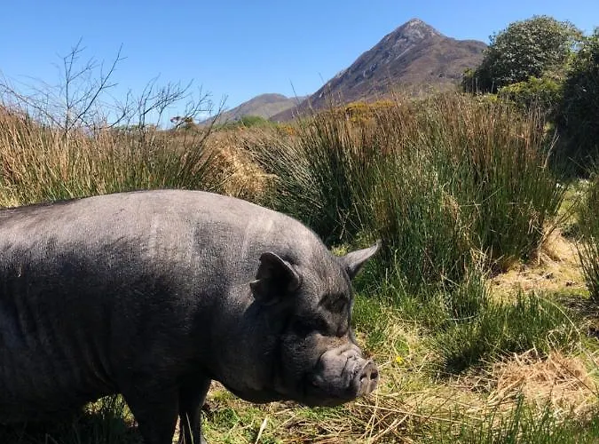 Farm House In Village Connemara Дом отдыха *