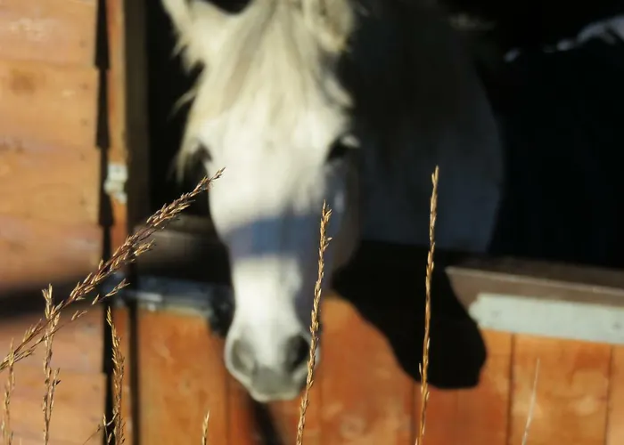 Farm House In Village Connemara * Леттерфрак
